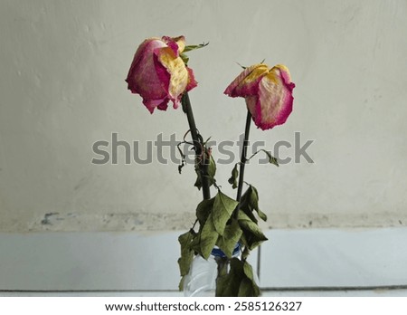 Similar – Image, Stock Photo Withering pink rose blossom in front of a white wall