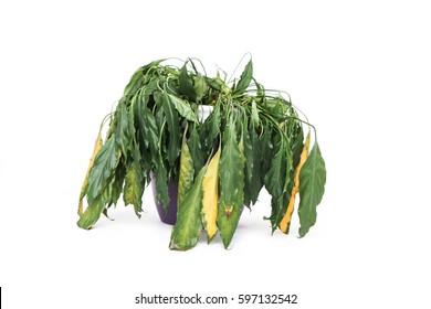 4,543 Weak plant Images, Stock Photos & Vectors | Shutterstock