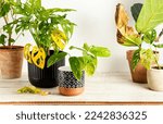 Withered plants, neglected ornamental plants, home plants, improper care