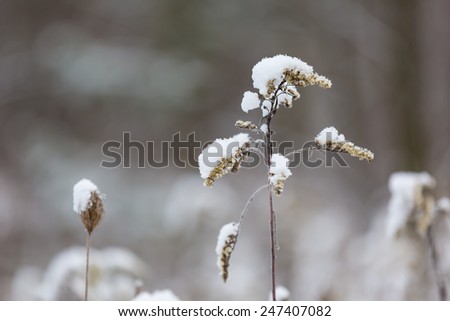 Similar – Image, Stock Photo I wither Plant Summer