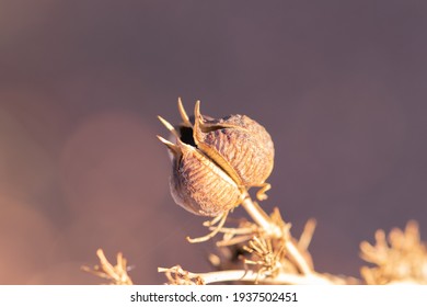 Withered Red  False Hummingbird Yucca Plant Hesperaloe Parviflora Outdoor Nature Blossom Close Up Wild Background Marco Flower Desert Vegetation