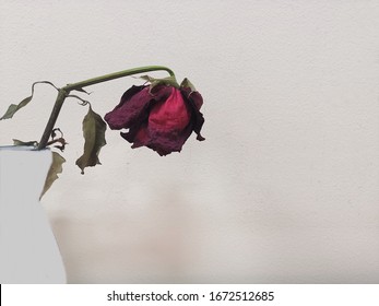 Withered red rose flower over white background, selective focus. Mock up.