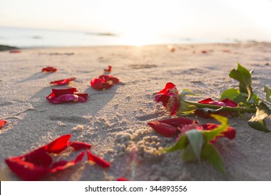 Withered red rose on  beach background. - Powered by Shutterstock