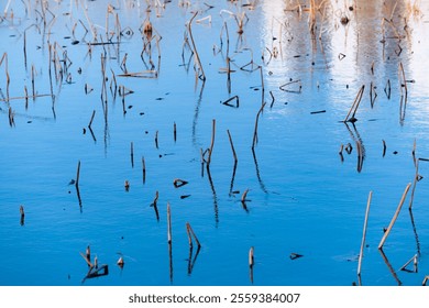 Withered residual lotus, creative landscape - Powered by Shutterstock