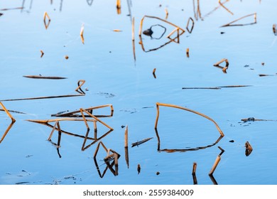 Withered residual lotus, creative landscape - Powered by Shutterstock