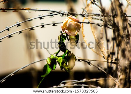 Withered rose caught in Barb wire