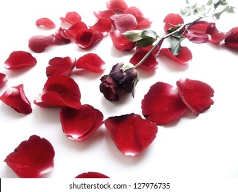 Withered rose with falling petals isolated on white.