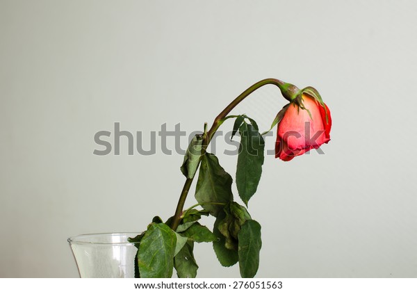 花瓶の中で枯れたバラ の写真素材 今すぐ編集