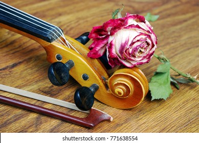 The withered rose. Rose and violin