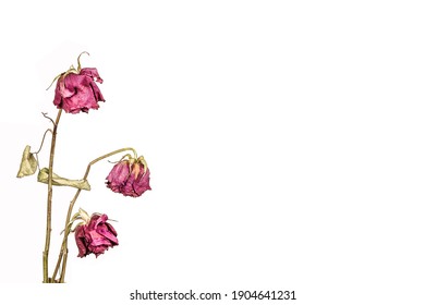 Withered Roses isolated on white background. Concept of aging, sadness and fading away.  - Shutterstock ID 1904641231