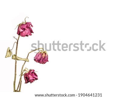 Withered Roses isolated on white background. Concept of aging, sadness and fading away. 