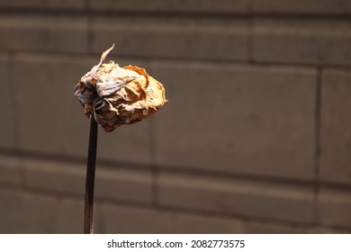 Withered single rose flower over blurred cement or concrete background, selective focus. - Powered by Shutterstock