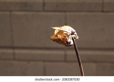 Withered single rose flower over blurred cement or concrete background, selective focus. - Powered by Shutterstock