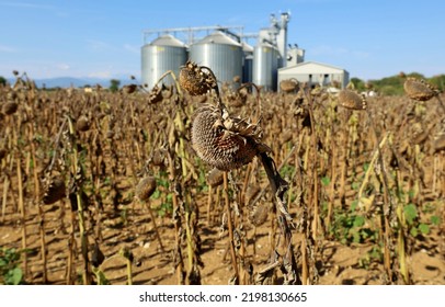 Withered Sunflower Ready For Crop On A Field With A Grain Storage Silos And Its Distribution System On The Blurred Background