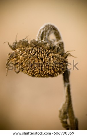 Withered Sunflowers in the Autumn Field Against. Ripened Dry Sunflowers Ready for arvesting.Shallow depth of field