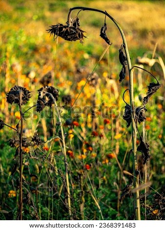 Similar – Foto Bild Camourflage Bodenbelag