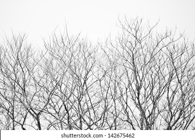 withered tree - Powered by Shutterstock