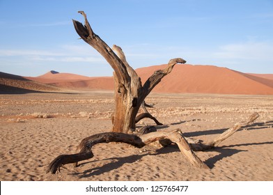 Withered Tree In The Desert