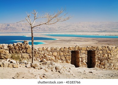 Withered Tree, Masada, Israel