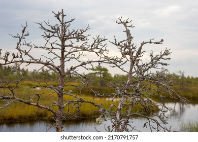 withered tree in the swamp against the sky and water. High quality photo - Shutterstock ID 2170791757