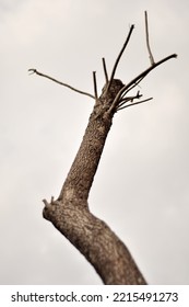 Withered Tree Winter White Art