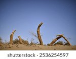 The withered trees in the desert