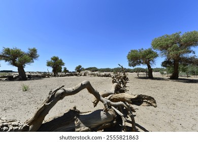 The withered trees in the desert