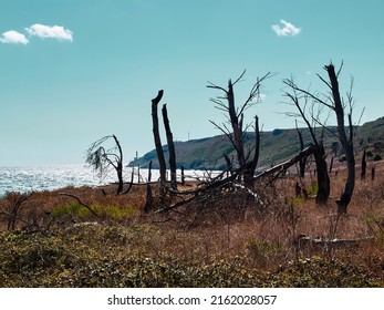 Withered Trees, Puglia Coast In Southern Italy, Adriatic Sea Coast 