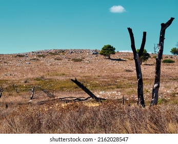 Withered Trees, Puglia Coast In Southern Italy, Adriatic Sea Coast 