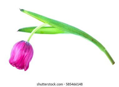Withered tulip