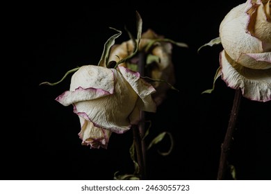 Withered white roses on a black background - Powered by Shutterstock