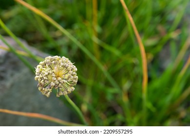 Withered Wild Onion On Rocky Terrain