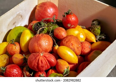 Withered and wrinkled different varieties of tomatoes in the wooden box. - Shutterstock ID 2082982882