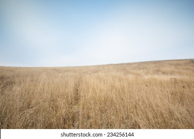 withered yellow grass field at autumn
