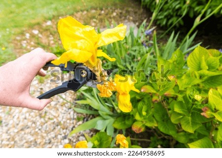 Withered yellow lily in garden. Woman hand with secateurs cutting flower. Gardening activity hobby