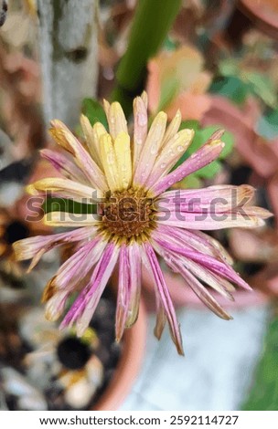 Withering aster cowered in tiny water droplets. Autumn flower under morning dew, showcasing natures decay and seasonal change. Wilting flower with water droplets in high detail.