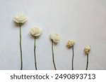 withering flower stages with 5 white roses on white background