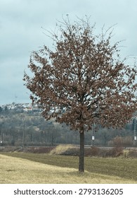 Withering tree with a background of a town on top of a hill.