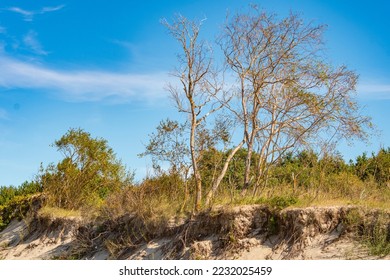 A withering whimsically twisted tree on a sandy shore near the sea. Unfavorable environment for plant survival. Background to the theme of drought and depletion of fertile soils. - Shutterstock ID 2232025459