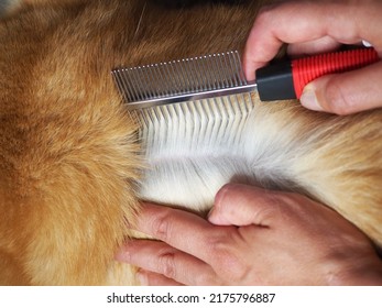 Withers of a red dog with hair parted. Owner's hands with a comb. Preparing to apply flea and tick treatment. Pet care concept.