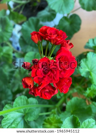 Image, Stock Photo without filter Bouquet Red