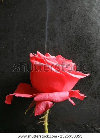 without protective fragile red rose