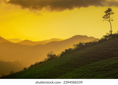 Witness the breathtaking beauty of nature as the golden sun sets behind a solitary tree on a picturesque grassy hill. - Powered by Shutterstock