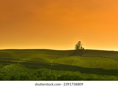 Witness the breathtaking beauty of nature with this stunning view of a solitary tree on a picturesque grassy hill at sunset. - Powered by Shutterstock