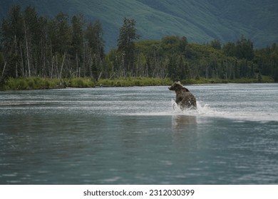 Witness the captivating sight of a bear skillfully fishing in a serene lake. With grace and precision, the bear playfully catches fish, showcasing the raw beauty of nature's harmonious dance. This ima - Shutterstock ID 2312030399