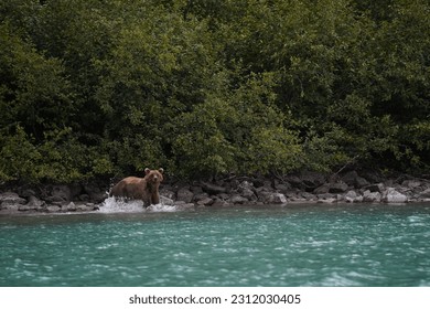 Witness the captivating sight of a bear skillfully fishing in a serene lake. With grace and precision, the bear playfully catches fish, showcasing the raw beauty of nature's harmonious dance. This ima - Shutterstock ID 2312030405