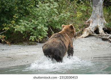 Witness the captivating sight of a bear skillfully fishing in a serene lake. With grace and precision, the bear playfully catches fish, showcasing the raw beauty of nature's harmonious dance. This ima - Shutterstock ID 2312030413