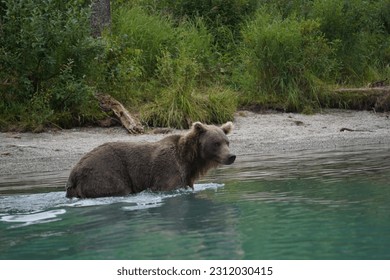 Witness the captivating sight of a bear skillfully fishing in a serene lake. With grace and precision, the bear playfully catches fish, showcasing the raw beauty of nature's harmonious dance.  - Shutterstock ID 2312030415