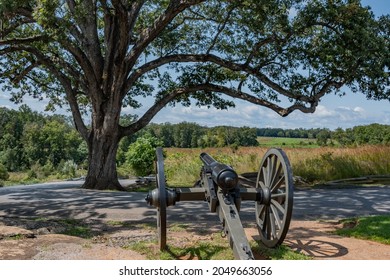 Witness Tree and Cannon, DevilsDen, Gettysburg National Military Park, Pennsylvania, USA