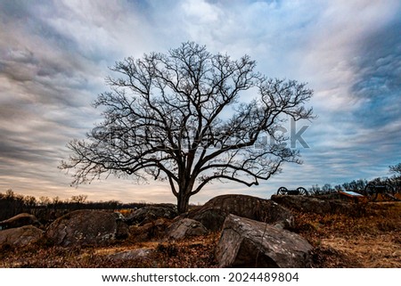 Witness Tree at Sunset, Devils Den, Gettysburg National Military Park, Pennsylvania USA